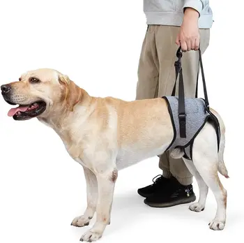 Аксесоарите за кучета помагат за възстановяване на задните крайници на възрастни кучета със слаби увреждания и наранявания на задните крака