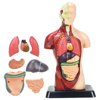 Модел на човешкото тяло за деца Пластмасов човешки торс анатомия Модел играчки 8 бр. Подвижна анатомия кукла със сърце и органи