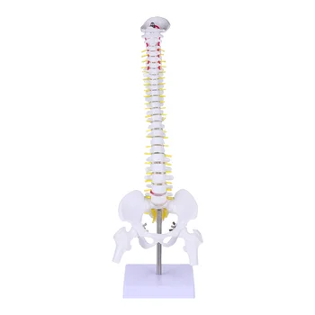 Манекен гръбначен стълб модел опашна кост анатомия човешкото тяло бял Pvc лекар медицинско обучение