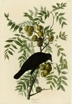 John James Audubon American Crow Giclee Print Art Canvas плакат за хол декор Home стена картина